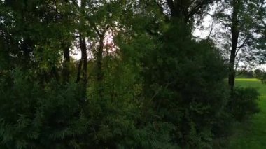 Ağaçların arasından parlayan güneşli İHA görüntüleri. Yüksek kalite 4k görüntü