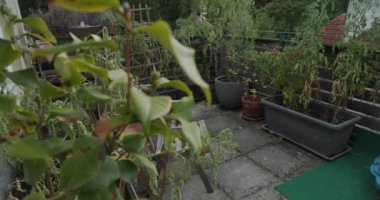 Domates bitkileriyle dolu bir teras. Yüksek kalite 4k görüntü