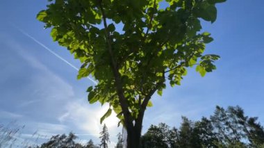 Baharda pawlownia ağacının zamanı ve gökyüzünde zıtlaşır. Yüksek kaliteli FullHD görüntüler