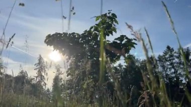 Baharda pawlownia ağacının zamanı ve gökyüzünde zıtlaşır. Yüksek kaliteli FullHD görüntüler