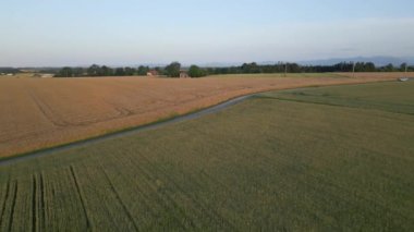 Yukarı Avusturya 'da hasat yapılmadan önce gün batımında tarım arazilerinin insansız hava aracı görüntüleri. Yüksek kalite 4k görüntü