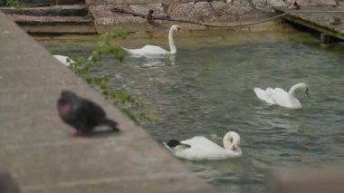 Traunsee gölünde kuğular ve güvercinler. Yüksek kalite 4k görüntü