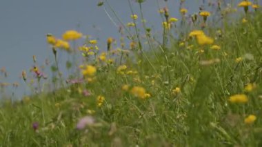 Baharda çiçekli doğal çayır. Yüksek kalite 4k görüntü