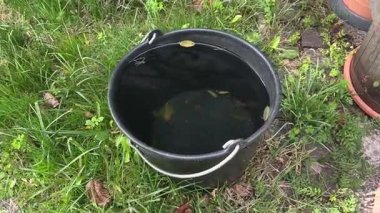 Bahçede duran yağmur suyu dolu bir kova. Yüksek kalite 4k görüntü