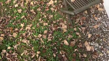 Evin yakınındaki çimlerde sonbahar yaprakları. Yüksek kalite 4k görüntü