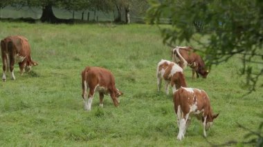 Yukarı Avusturya 'da, Hallstaetter yakınlarında çayırda otlayan inekler. Yüksek kalite 4k görüntü