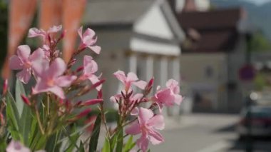 Bad Ischl, Yukarı Avusturya 'daki Trinkhalle kongre merkezi. Yüksek kalite 4k görüntü