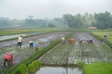 Magelang, Central Java, Endonezya 'daki pirinç tarlalarına pirinç eken bir grup çiftçi, Cava dilinde tandur denilen bu faaliyete.