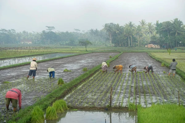 Magelang Central Java Endonezya Daki Pirinç Tarlalarına Pirinç Eken Bir — Stok fotoğraf