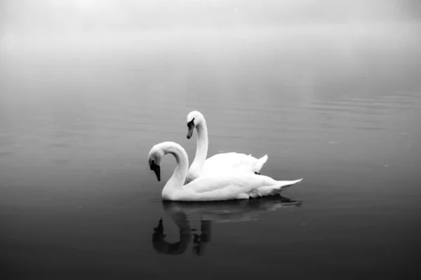Couple Swan Cuddling Foggy Morning Marktheidenfeld Germany — Stock Photo, Image