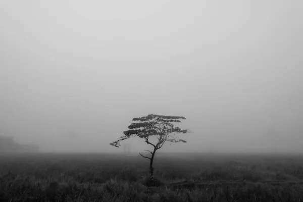 Tree Standing Alone Rice Fields Foggy Morning Black White Photography — Stock Photo, Image