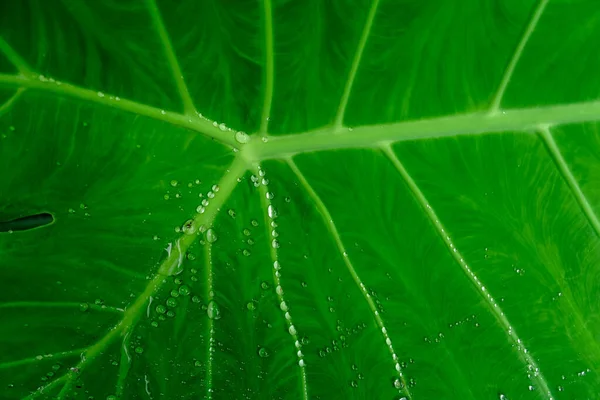 Wassertropfen Auf Das Grüne Blatt Nach Dem Regen Hintergrund Textur — Stockfoto
