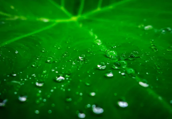 Wassertropfen Auf Dem Grünen Blatt Nach Dem Regen Hintergrundtextur Der — Stockfoto