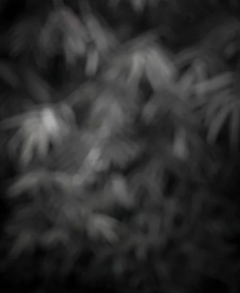 Background texture of bamboo leaf in blurry vision, Defocused background.