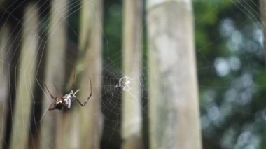 Spider making the web