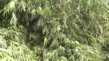Bamboo leaf in the forest blow by the wind 