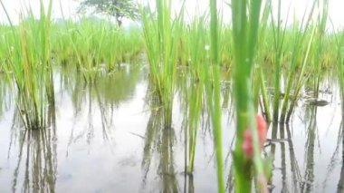 Little rain on the rice fields 