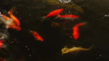 Koi fish in the small pond