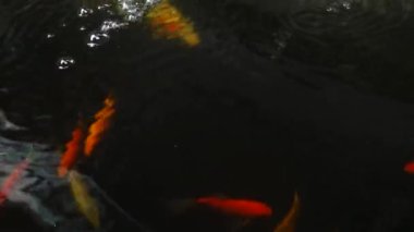 Koi fish in the small pond