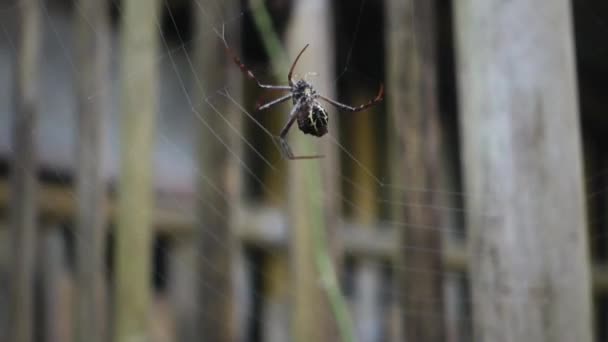 Spider Making Web — Video