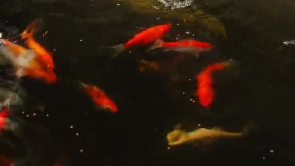 Koi Fish Small Pond — Vídeo de stock