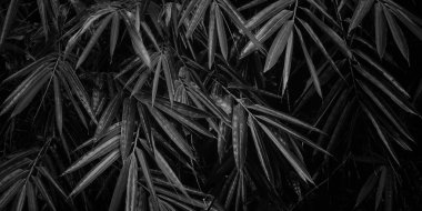 Background texture of bamboo leaf in black and white photography, design for card invitation brochure or flyer.