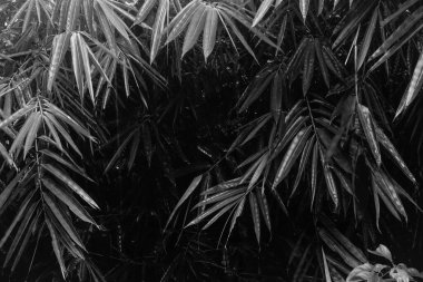 Background texture of bamboo leaf in black and white photography, design for card invitation brochure or flyer.