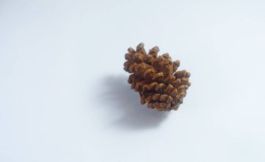 Beyaz arka plan stüdyosunda izole edilmiş tek bir kozalağın yakın plan fotoğrafı..