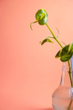 Siyah arkaplanda izole edilmiş çam kozalağının yakın plan resmi 