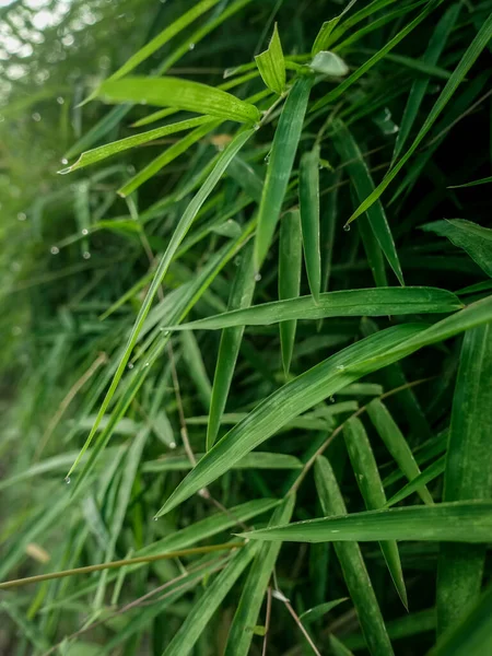 Yeşil Bambu Yaprağının Arkaplan Dokusu Sabahın Ilk Işıklarıyla Çiğ Taneleri — Stok fotoğraf