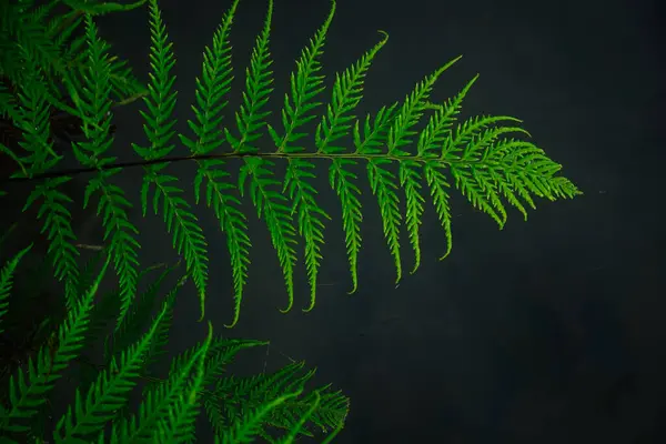 Background concept of green fern leaves isolated in black background