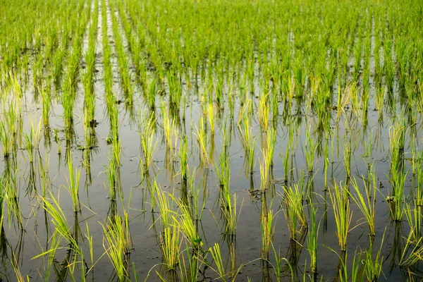 Nahaufnahme Bild Von Reispflanzen Morgen — Stockfoto