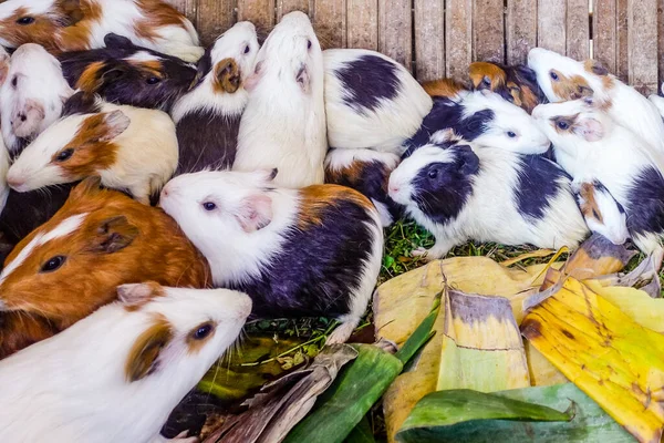 stock image Picture group of American Guinea pig in wooden cage.