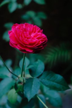 Bahçede arka planda kırmızı gülün yakın plan fotoğrafı. 