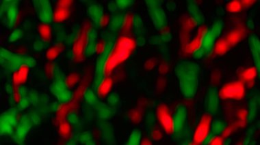 Kırmızı ve yeşil ışık arka plan, fon tasarımı, Noel arkaplanı, Paskalya, gurur günü. Uzayı kopyalayan zarif tasarım.