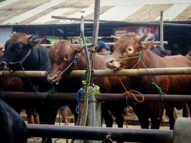 Muntilan, Magelang, Central Java, Endonezya, 06 / 03 / 2023, Yurtiçi Sığır Pazarı Resimleri, Çiftlik keçisi, koyun ve inek, Kurban Bayramı kutlamalarında satıcı ve alıcılarla dolu bir yer.