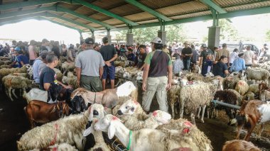 Muntilan, Magelang, Central Java, Endonezya, 06 / 03 / 2023, Yurtiçi Sığır Pazarı Resimleri, Çiftlik keçisi, koyun ve inek, Kurban Bayramı kutlamalarında satıcı ve alıcılarla dolu bir yer.