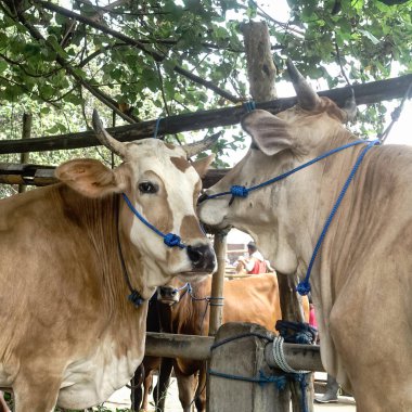 Muntilan, Magelang, Central Java, Endonezya, 06 / 03 / 2023, Yurtiçi Sığır Pazarı Resimleri, Çiftlik keçisi, koyun ve inek, Kurban Bayramı kutlamalarında satıcı ve alıcılarla dolu bir yer.