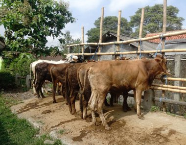 Muntilan, Magelang, Central Java, Endonezya, 06 / 03 / 2023, Yurtiçi Sığır Pazarı Resimleri, Çiftlik keçisi, koyun ve inek, Kurban Bayramı kutlamalarında satıcı ve alıcılarla dolu bir yer.