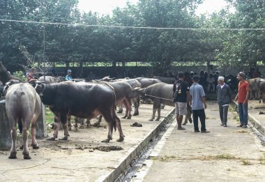 Muntilan, Magelang, Central Java, Endonezya, 06 / 03 / 2023, Yurtiçi Sığır Pazarı Resimleri, Çiftlik keçisi, koyun ve inek, Kurban Bayramı kutlamalarında satıcı ve alıcılarla dolu bir yer.