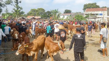 Muntilan, Central Java, Endonezya, 06 / 03 / 2023, Evcil Sığır Pazarı Resimleri, Çiftlik keçisi, koyun ve inek, Kurban Bayramı kutlamalarında satıcı ve alıcılarla dolu bir yer.