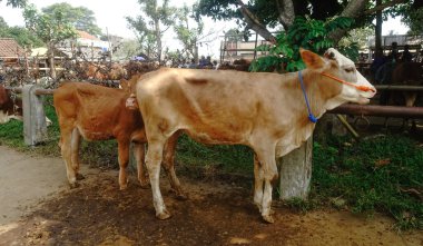 Muntilan, Central Java, Endonezya, 06 / 03 / 2023, Evcil Sığır Pazarı Resimleri, Çiftlik keçisi, koyun ve inek, Kurban Bayramı kutlamalarında satıcı ve alıcılarla dolu bir yer.