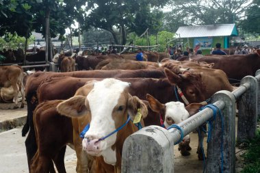 Muntilan, Central Java, Endonezya, 06 / 03 / 2023, Evcil Sığır Pazarı Resimleri, Çiftlik keçisi, koyun ve inek, Kurban Bayramı kutlamalarında satıcı ve alıcılarla dolu bir yer.