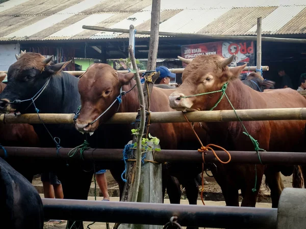 Muntilan Magelang Central Java Indonesia 2023 Pictures Domestic Cattle Market — 图库照片