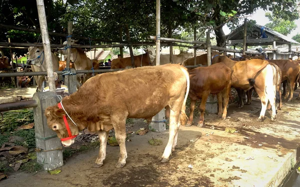Muntilan Magelang Central Java Indonesia 2023 Pictures Domestic Cattle Market — 스톡 사진