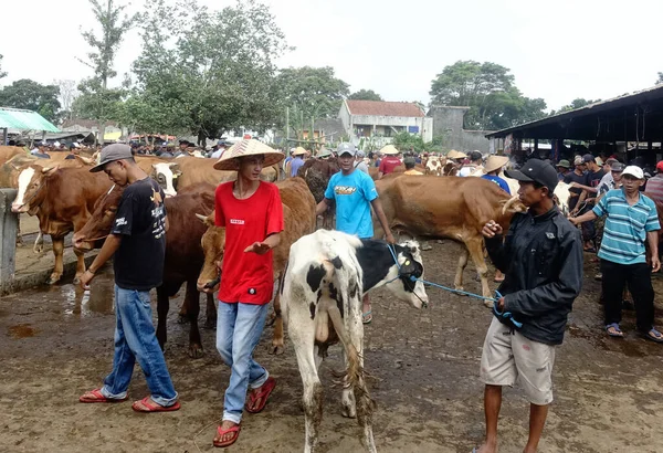 Muntilan, Magelang, Central Java, Endonezya, 06 / 03 / 2023, Yurtiçi Sığır Pazarı Resimleri, Çiftlik keçisi, koyun ve inek, Kurban Bayramı kutlamalarında satıcı ve alıcılarla dolu bir yer.