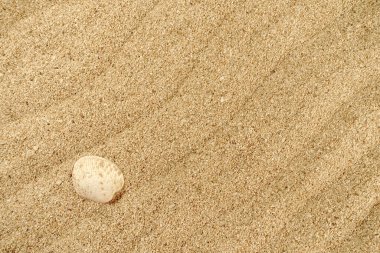 Sahilde deniz kabuğu ve dalga desenli kumun arkaplan dokusu, yaz titreşimleri, arkaplan ve duvar kağıdı tasarımı.