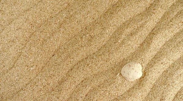 Hintergrund Textur Von Sand Strand Mit Muschel Und Wellenmuster Sommer — Stockfoto