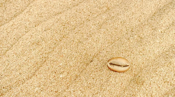 Фон Текстуры Песка Пляже Морской Раковиной Волновой Узор Летние Вибрации — стоковое фото
