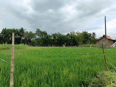 Güneş doğarken sisli sabahlarda pirinç tarlalarının manzarası, dramatik gökyüzü, tepeler ve ağaçlarla.